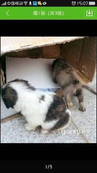 大狗最新爆料图片视频,独家图片视频揭秘幕后真相